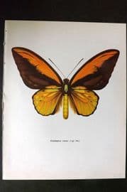 Prochazka 1963 Vintage Butterfly Print. Ornithoptera Croesus