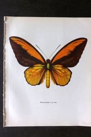 Prochazka 1963 Vintage Butterfly Print. Ornithoptera Croesus Wallace