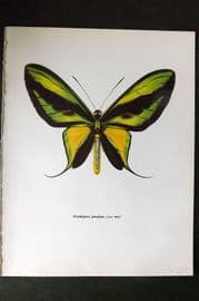 Prochazka 1963 Vintage Butterfly Print. Ornithoptera Paradisea