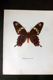 Prochazka 1963 Vintage Butterfly Print. Pachlioptera Hector
