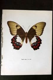 Prochazka 1963 Vintage Butterfly Print. Papilio Aegeus