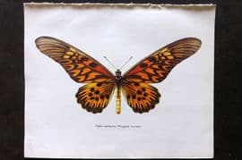 Prochazka 1963 Vintage Butterfly Print. Papilio Antimachus Drury