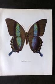 Prochazka 1963 Vintage Butterfly Print. Papilio Blumei Boisuval
