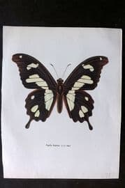 Prochazka 1963 Vintage Butterfly Print. Papilio Hesperus Westwood