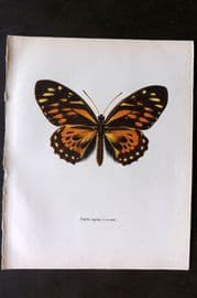 Prochazka 1963 Vintage Butterfly Print. Papilio Zagreus Doubleday