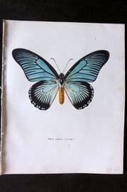 Prochazka 1963 Vintage Butterfly Print. Papilio Zalmoxis Hewitson