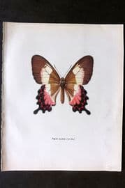 Prochazka 1963 Vintage Butterfly Print. Parides Ascanius Cramer