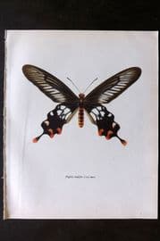 Prochazka 1963 Vintage Butterfly Print. Parides Rhodifer Butler
