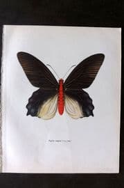 Prochazka 1963 Vintage Butterfly Print. Parides Semperi Felder
