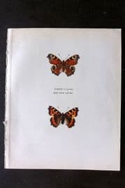 Prochazka 1963 Vintage Butterfly Print. Peacock, Small Tortoise-Shell