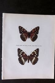 Prochazka 1963 Vintage Butterfly Print. Poplar White Admiral