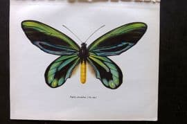 Prochazka 1963 Vintage Butterfly Print. Queen Alexandra's Birdwing