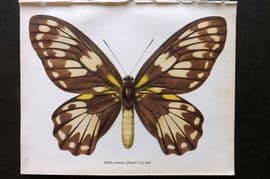 Prochazka 1963 Vintage Butterfly Print. Queen Victoria's Birdwing - Female