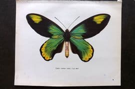 Prochazka 1963 Vintage Butterfly Print. Queen Victoria's Birdwing - Male