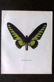 Prochazka 1963 Vintage Butterfly Print. Rajah Brook's Birdwing