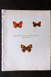 Prochazka 1963 Vintage Butterfly Print. Scarce Copper, Brown Hairstreak