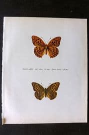 Prochazka 1963 Vintage Butterfly Print. Silver-Washed Fritillary