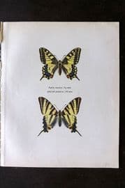 Prochazka 1963 Vintage Butterfly Print. Swallowtail and Scarce Swallowtail