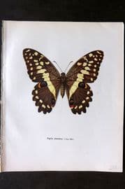 Prochazka 1963 Vintage Butterfly Print. The Christmas Butterfly