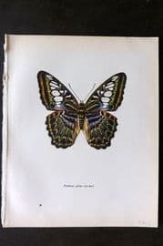 Prochazka 1963 Vintage Butterfly Print. The Clipper