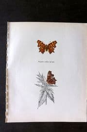 Prochazka 1963 Vintage Butterfly Print. The Comma