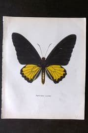 Prochazka 1963 Vintage Butterfly Print. The Helena Birdwing