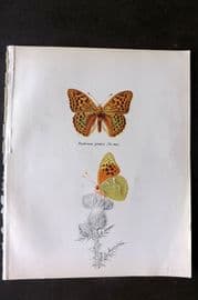 Prochazka 1963 Vintage Butterfly Print. The Silverstripe
