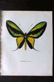 Prochazka 1963 Vintage Butterfly Print. The Tailed Birdwing