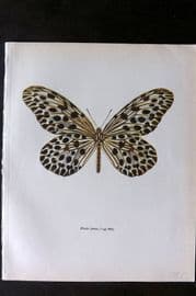 Prochazka 1963 Vintage Butterfly Print. The Tree Nymph