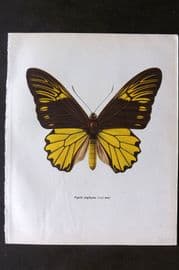 Prochazka 1963 Vintage Butterfly Print. Troides Amphrysus Cramer