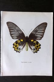 Prochazka 1963 Vintage Butterfly Print. Troides Hypolitus Cramer
