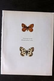 Prochazka 1963 Vintage Butterfly Print. Wall Butterfly, Marbled White
