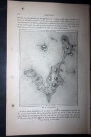 Reclus 1873 Antique Map. Nossi Mitsiou, Madagascar