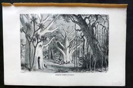 Reclus C1880 Antique Print. Primeval Forest at Fazogl, Sudan Ethiopia