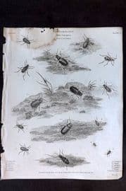 Rees 1820 Antique Print. Entomology - Coleoptera. Insects 09