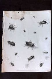 Rees 1820 Antique Print. Entomology - Coleoptera. Insects 10