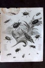 Rees 1820 Antique Print. Entomology - Coleoptera. Insects 11