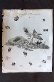 Rees 1820 Antique Print. Entomology - Coleoptera. Insects 12