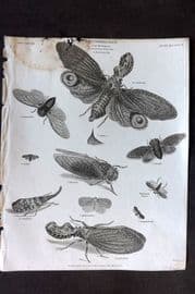 Rees 1820 Antique Print. Entomology - Hemiptera - Fulgoria, Cicada, Notonecta 03