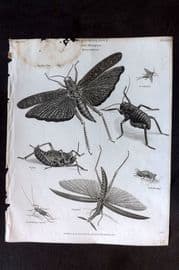 Rees 1820 Antique Print. Entomology - Hemiptera - Gryllus 02
