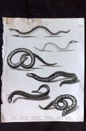 Rees 1820 Antique Print. Ichthyology - Eel Muraema, Synbranchus, Gynotus 01