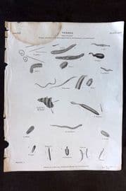 Rees 1820 Antique Print. Vermes - Ascaris, etc 52 & 53