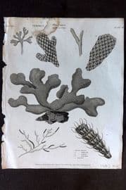 Rees 1820 Antique Print. Vermes - Flustara 08