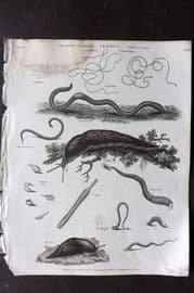 Rees 1820 Antique Print. Vermes - Gordius