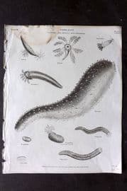 Rees 1820 Antique Print. Vermes - Holothuria