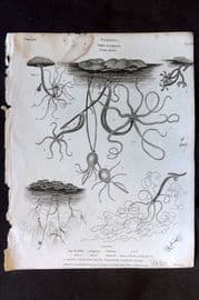 Rees 1820 Antique Print. Vermes - Hydra 02