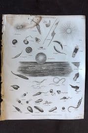 Rees 1820 Antique Print. Vermes - Infusoria 02
