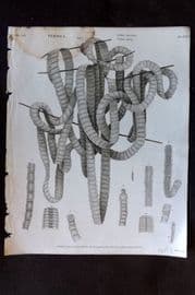 Rees 1820 Antique Print. Vermes - Intestina, Toenia 54