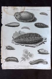 Rees 1820 Antique Print. Vermes - Mollusca 56