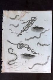 Rees 1820 Antique Print. Vermes - Nais 57